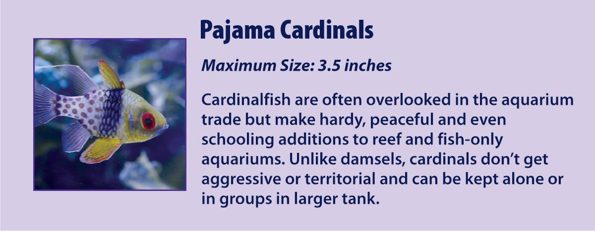 Pajama Cardinals